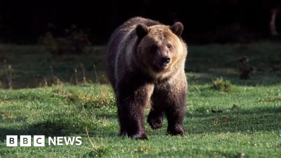 Body of hiker recovered after suspected bear attack in Glacier National Park