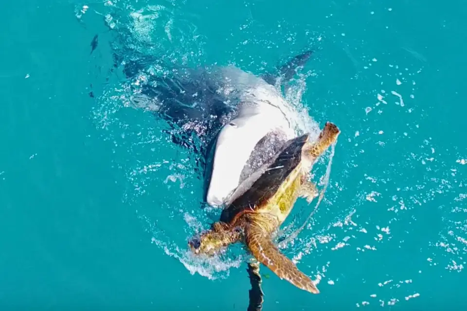 Drone and boat footage capture rare tiger shark predation on turtle in Western Australia