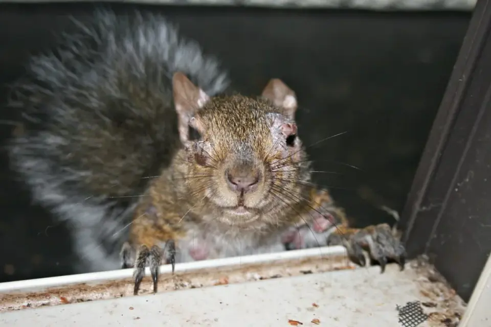 Backyard 'Zombie' Squirrels with Oozing Warts Detected Across Several States