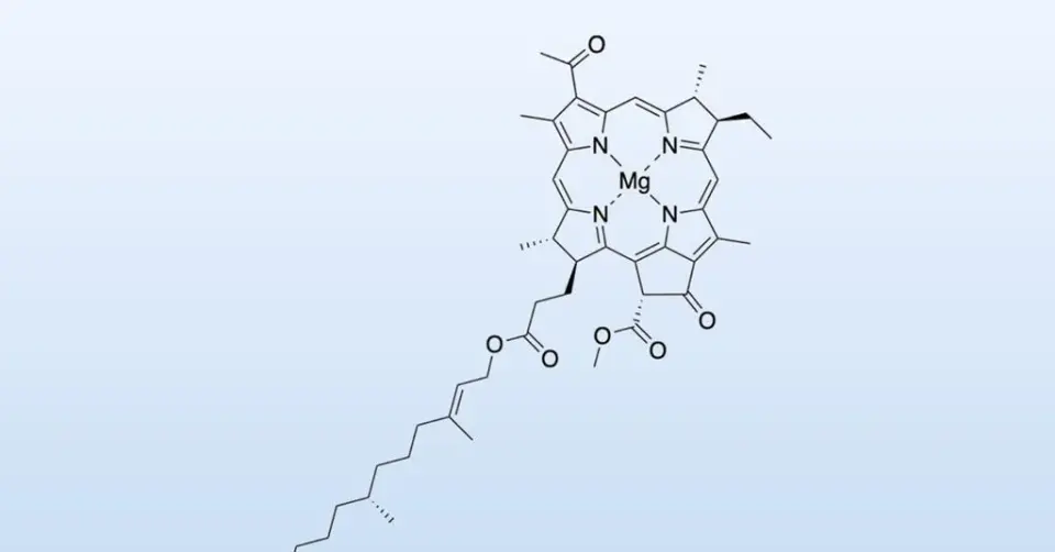 Decade-long breakthrough: first total synthesis of bacteriochlorophyll a achieved in lab