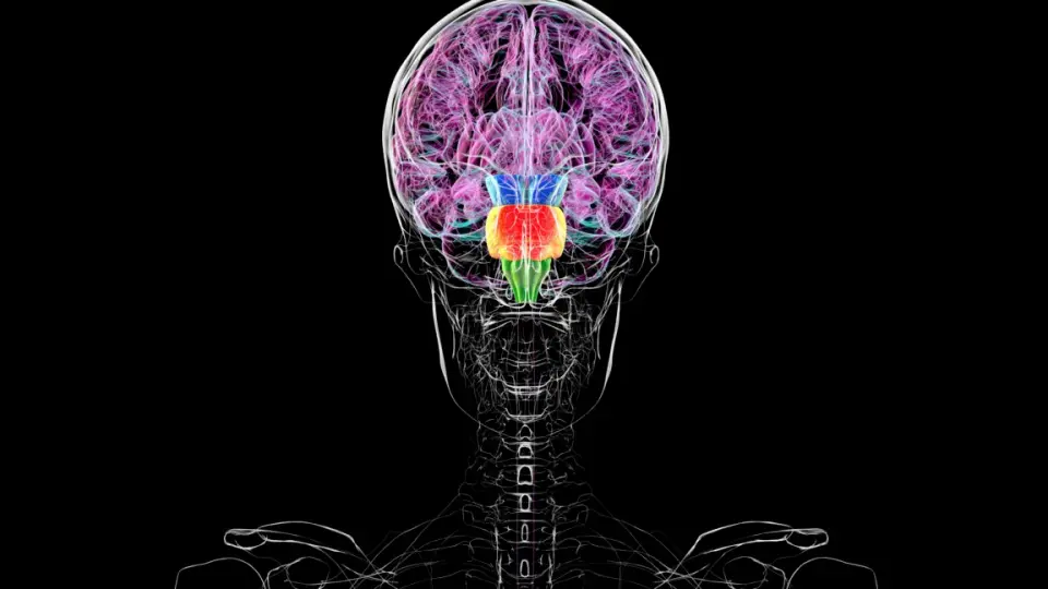 New Study Reveals Brain Develops from Two Distinct Progenitor Lines, Not One