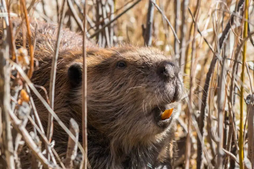 Rabid Beavers Prompt Alerts as Maryland Parks Report Multiple Attacks