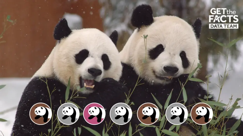 Panda Loan to Atlanta Revives US-China Ties After Summit