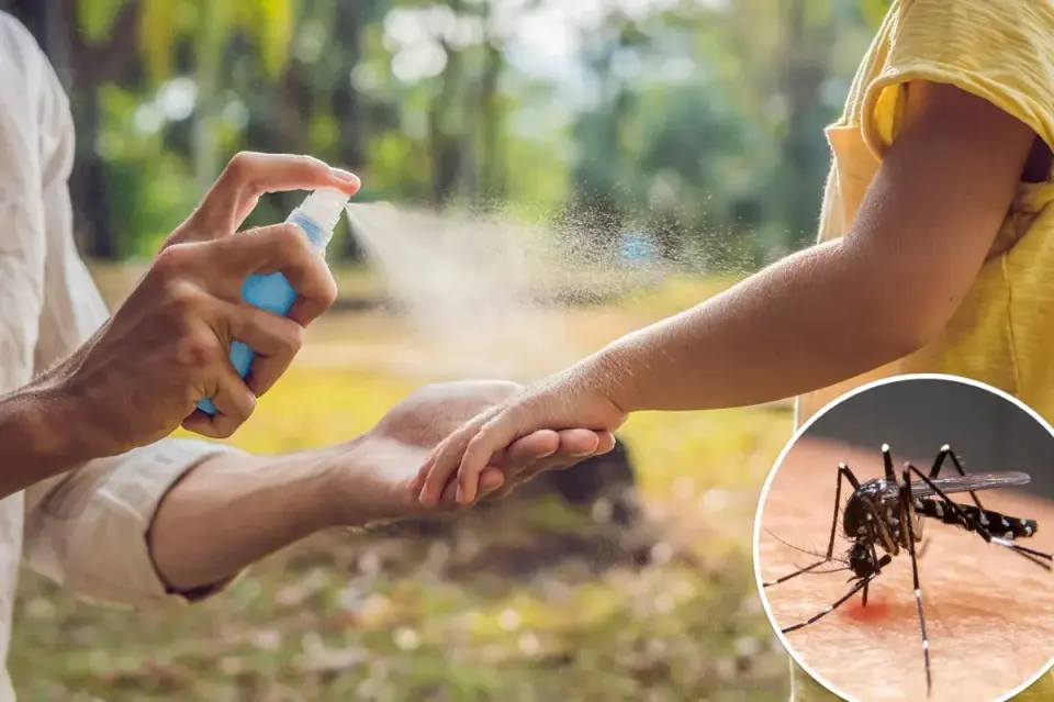 Mosquitoes May Seek Out DEET After Learning, Study Finds