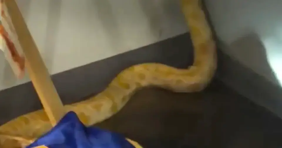 8-Foot Python Tied to Virginia School Fire, but Teacher Denies Blame