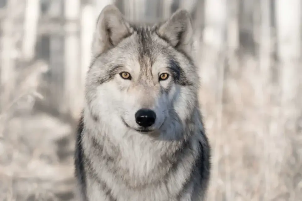 Ancient Baltic Wolves Hint at Boat‑Travel with Humans millennia ago
