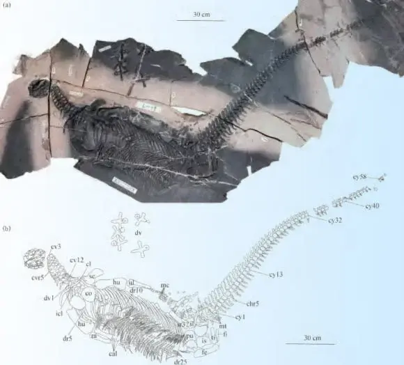 Spoon-Teethed Triassic Marine Reptile Rewrites Early Sauropterygian Roots