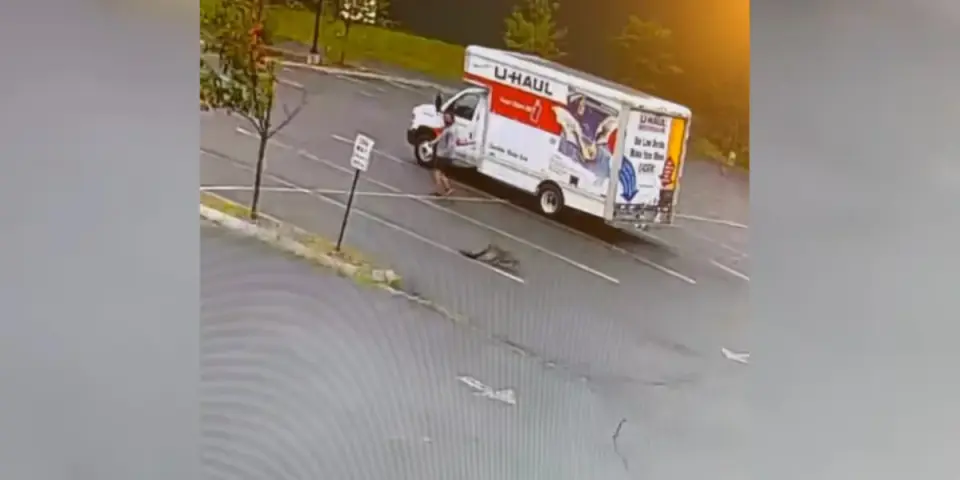 Lebanon Police Hunt for Aggressive Wild Animal After Three Parking Lot Attacks