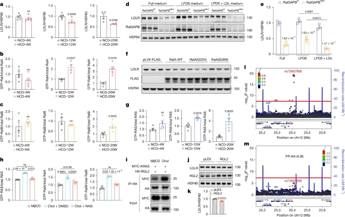 Cholesterol triggers a Ral-driven LDLR turnover pathway in the liver