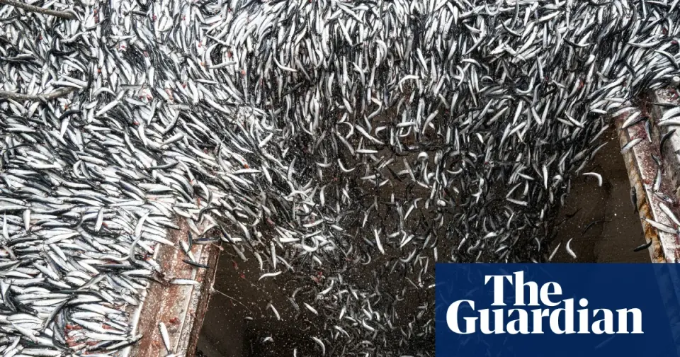 Peru Halts Anchoveta Fishing Amid Record El Niño, Triggering Global Supply Crisis
