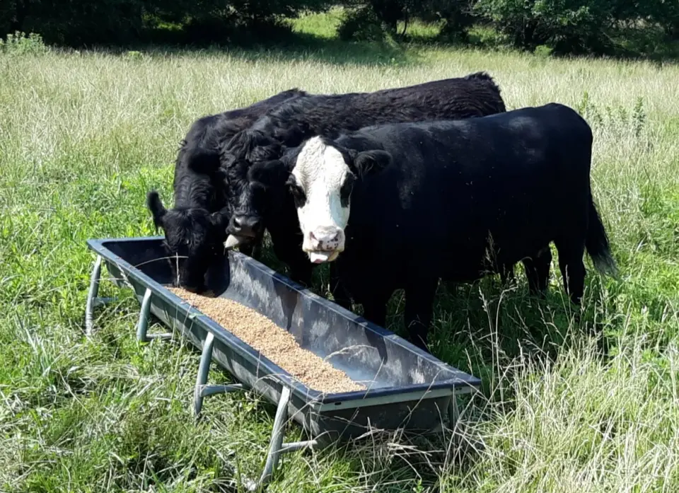 Marshall Blames Biden for Screwworms in U.S. Cattle
