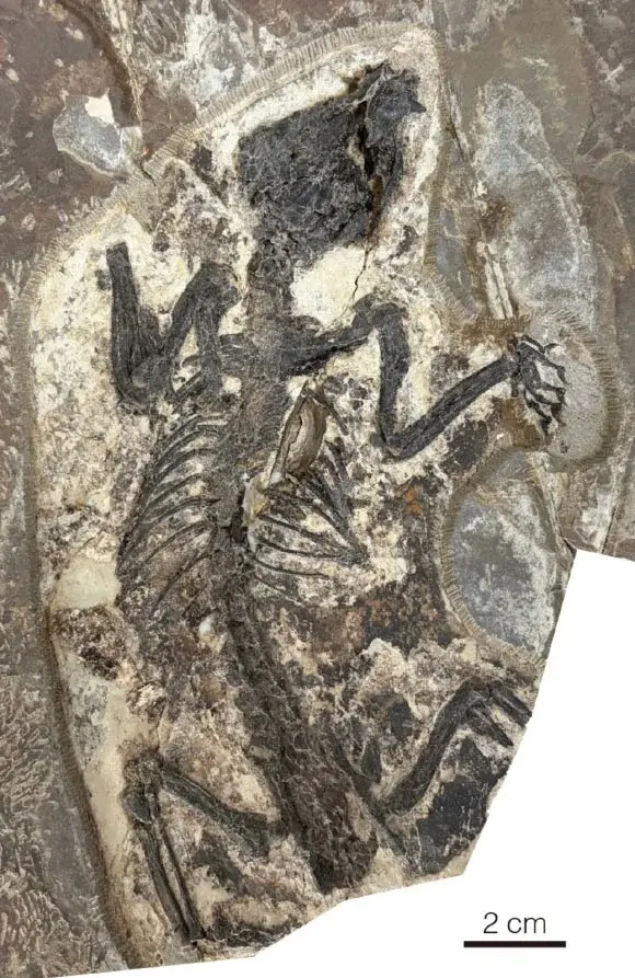 New 120-Million-Year-Old Fossil in China Rewrites Marsupial Origins