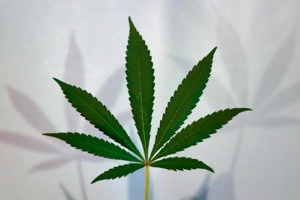 Poll Finds Most Cannabis Users Doubt Full Federal Rescheduling This Year