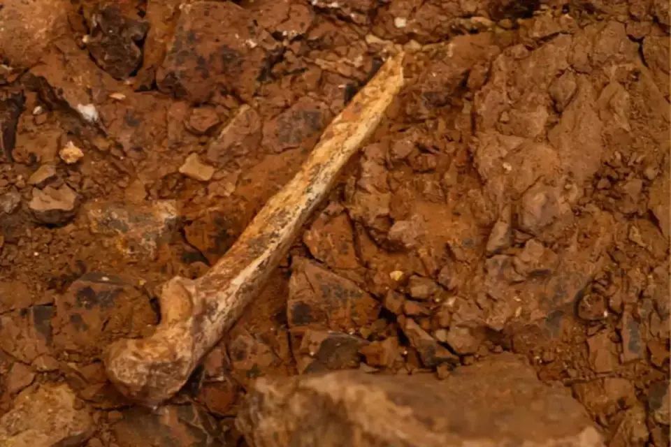 Spain's Gran Dolina finds suggest cannibalism among Europe's earliest humans