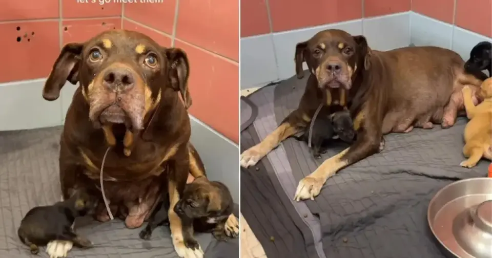 Park-Dumped Mama Dog Pleads for Rescue as Pups Await Hope