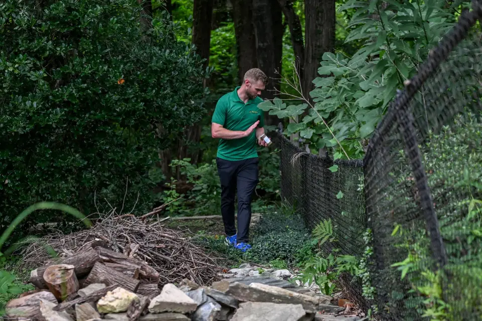 Wolbachia-infected male mosquitoes deployed across D.C. and Maryland to curb bites