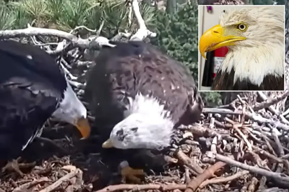 Shadow Rebounds with New Mate at Big Bear Nest After Jackie’s Death