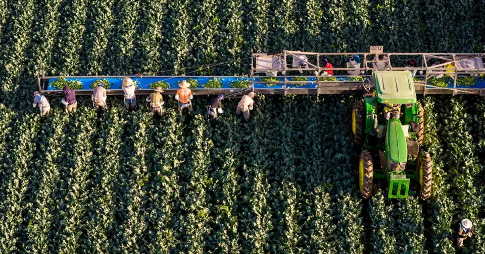 Colorado River cuts threaten Arizona’s winter greens and tribal water rights