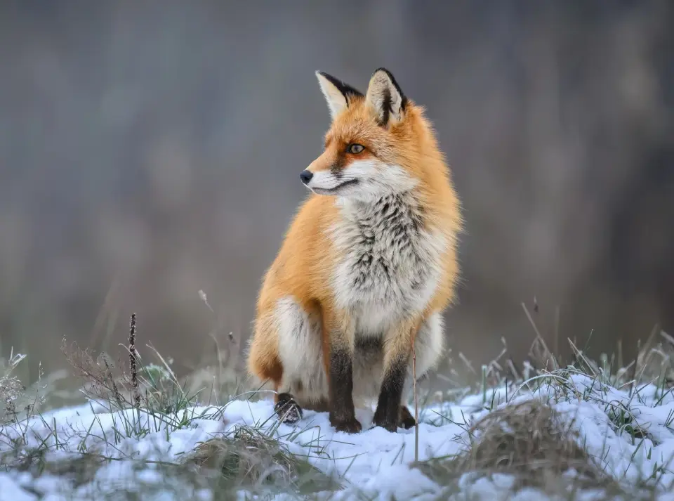 Wildlife as vectors for antibiotic‑resistant bacteria across ecosystems