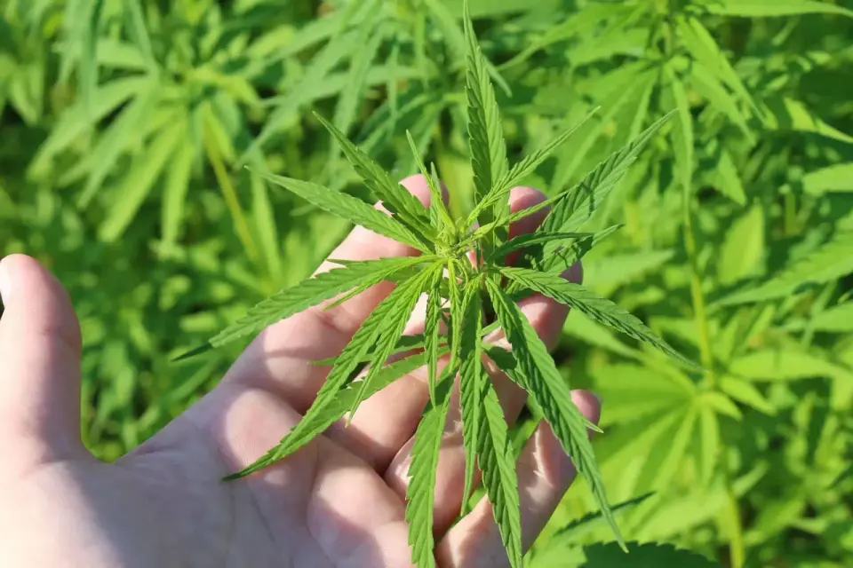 Senate moves to pause hemp ban, steering toward regulations
