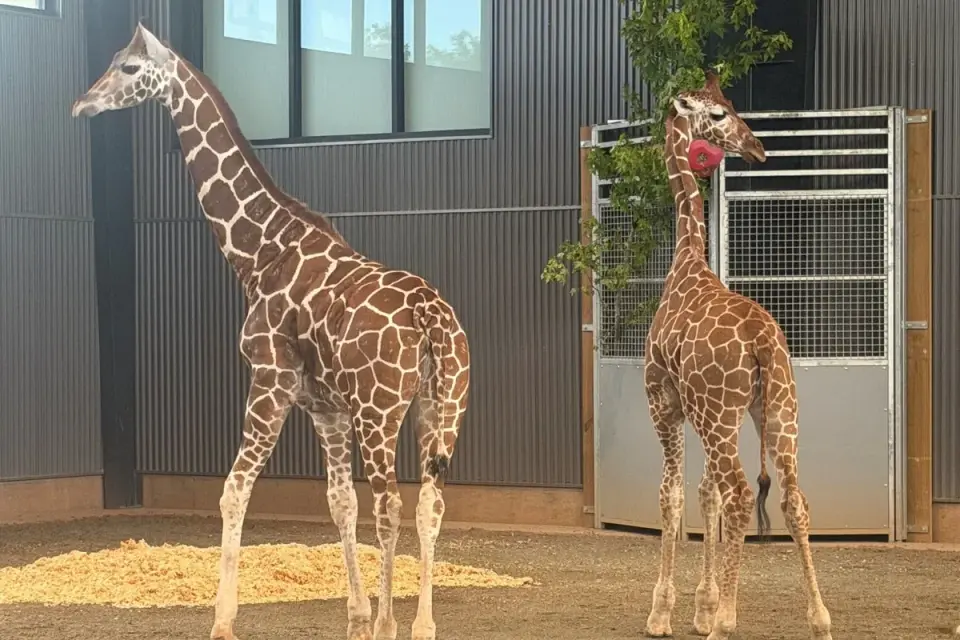 Two vanished baby giraffes found safe after Virginia zoo probe