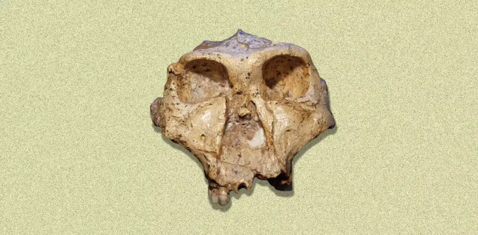 Should Homo expand to include Australopithecus and Paranthropus?