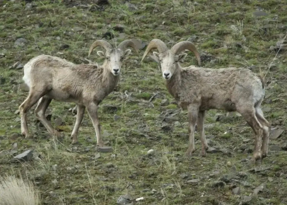 M. ovi pneumonia detected in Oregon's largest bighorn sheep herd