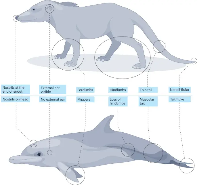 From land to ocean: the sweeping evolution of whales