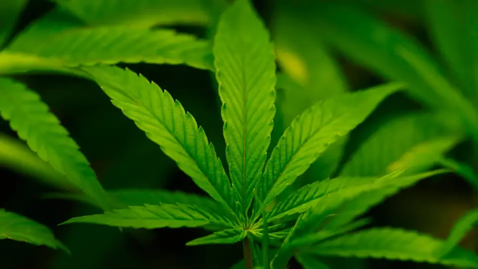 Cannabis moved to Schedule III, easing research and banking while federal legalization remains off the table