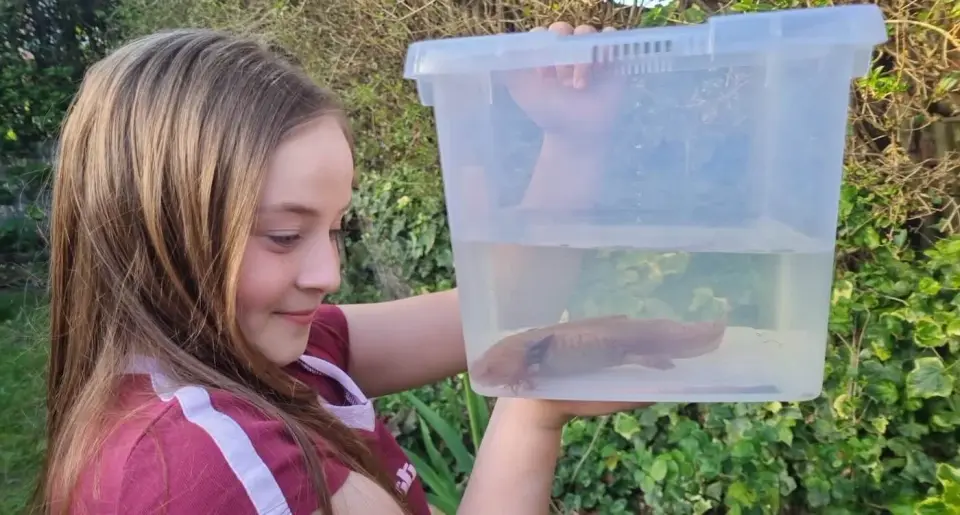 Welsh 10-Year-Old Sparks Rescue of Endangered Axolotl Hidden Under a Bridge