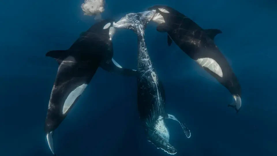 Sea Stories in Focus: Ocean Photographer of the Year Finalists