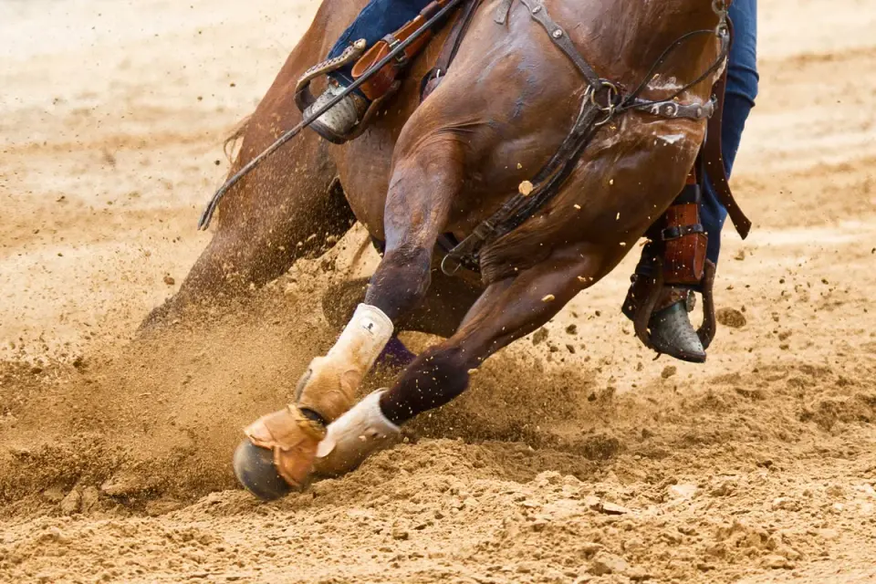 Las Vegas barrel racing shock: teen accused of stabbing three horses