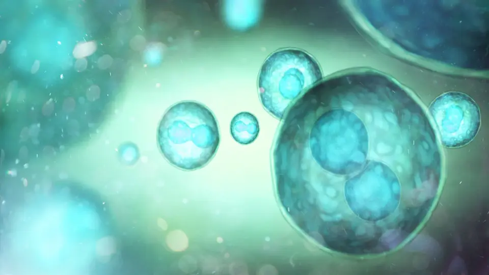 Lab-Grown Insulin Cells Restore Blood Sugar in Diabetic Mice