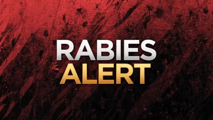 Bexar County records first dog rabies case in over a decade, spurring vaccination drive