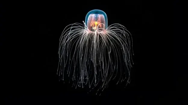 Immortal Jellyfish Research Offers New Pathways for Reversing Age-Related Human Diseases