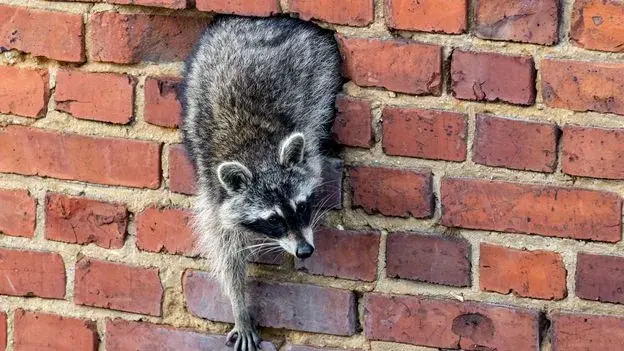 Raccoons in Germany: debunking Nazi-origin myths and tracing an urban invasion