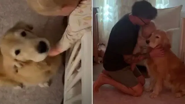 Six-Year Wait Ends as Golden Retriever Lands Dream Morning Role