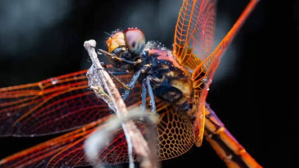 Dragonflies Fly Like Fighter Pilots, New Study Finds