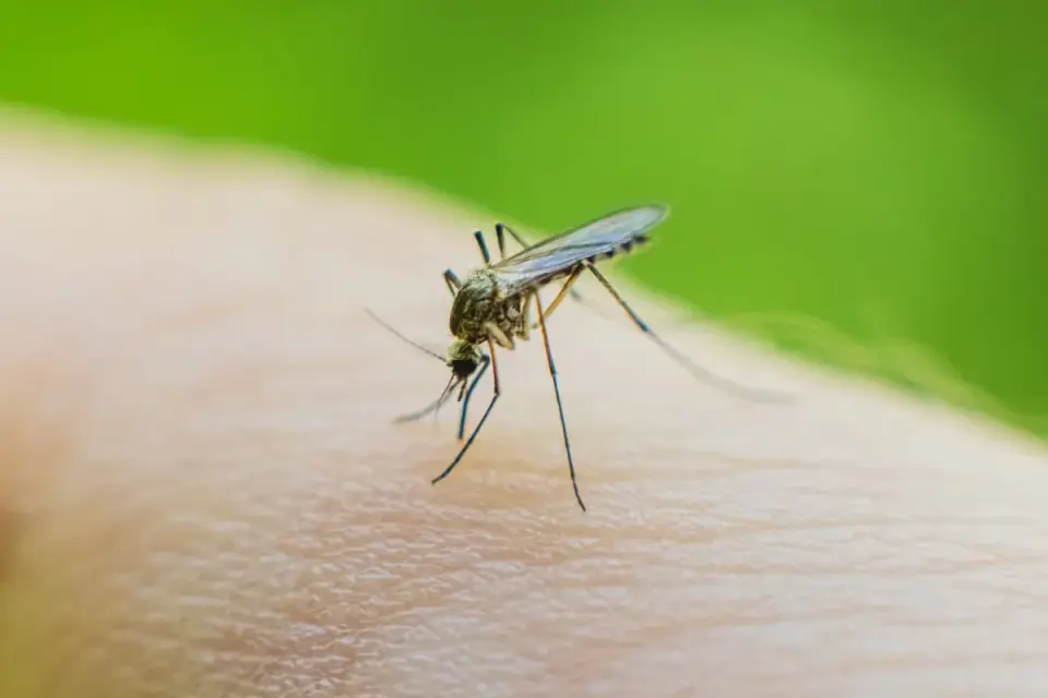 Breakbone fever goes global as mosquitoes push into new lands