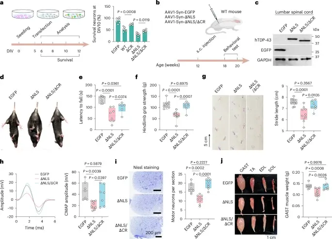 Targeting TDP-43's Conserved Region Shields Neurons in ALS Models