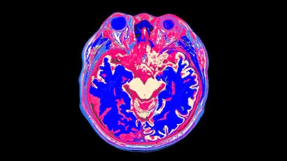Brain Circuit Ties Oxytocin to Social Behavior and Fear Extinction