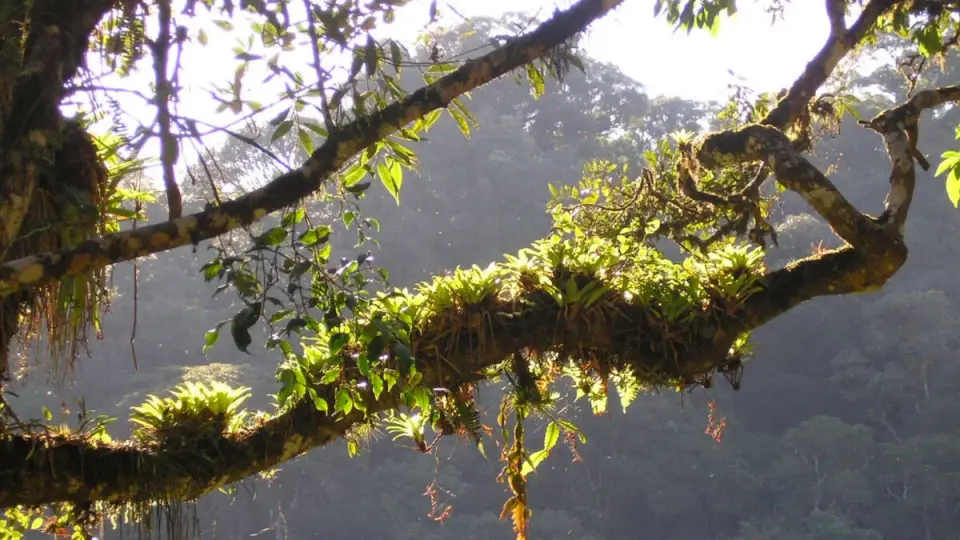 Rainforest Tree Extract Targets Covid-19 on Multiple Fronts