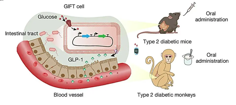 Chinese Researchers Develop 'Smart' Probiotic for Real-Time Diabetes Control