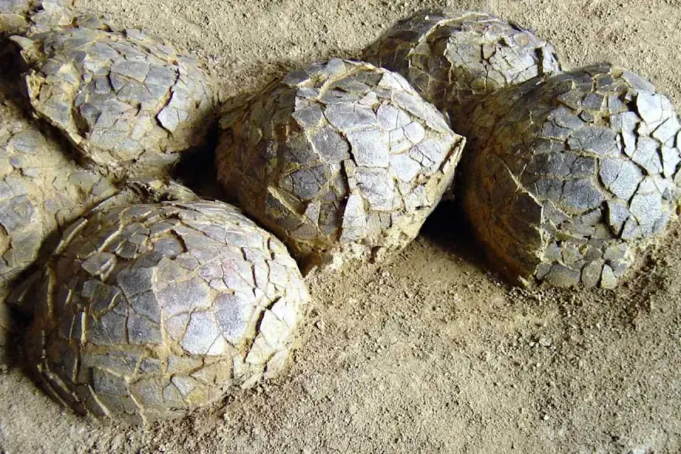 Melon-sized dinosaur eggs dating 72 million years reveal new clues about ancient reproduction