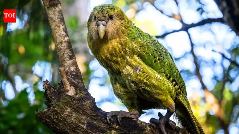 New Zealand's Kakapo Population Hits 325 After Record Breeding Season