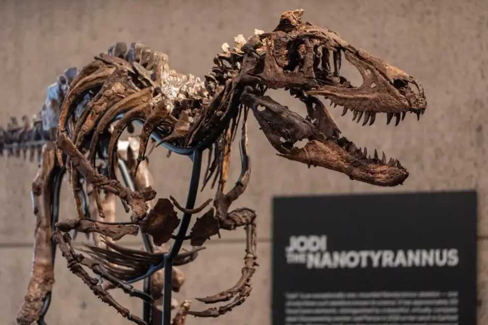 Nanotyrannus Fossil Set for Manhattan Auction