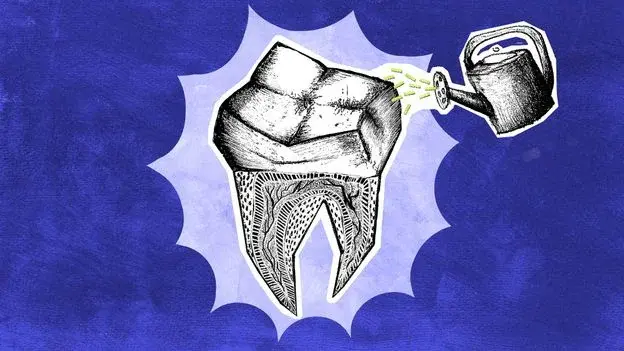 Regenerating Teeth: Scientists Aim to Grow a Living Tooth