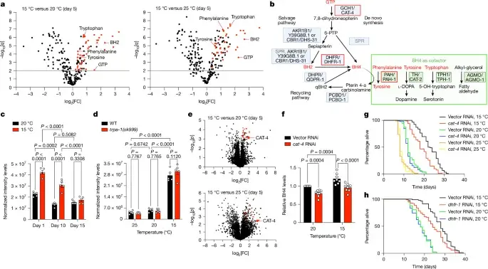 Muscle-derived BH2 signals cold-induced longevity across tissues