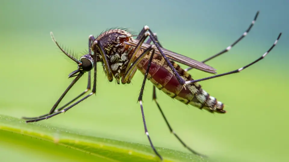 Beat the Bite: Top Mosquito-Fighting Gadgets for Summer