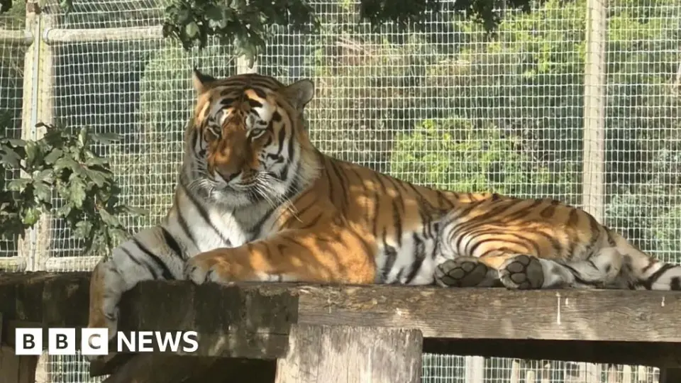 Fatal Tiger Attack at Yorkshire Wildlife Park Leaves Victim Dead, Park Closed